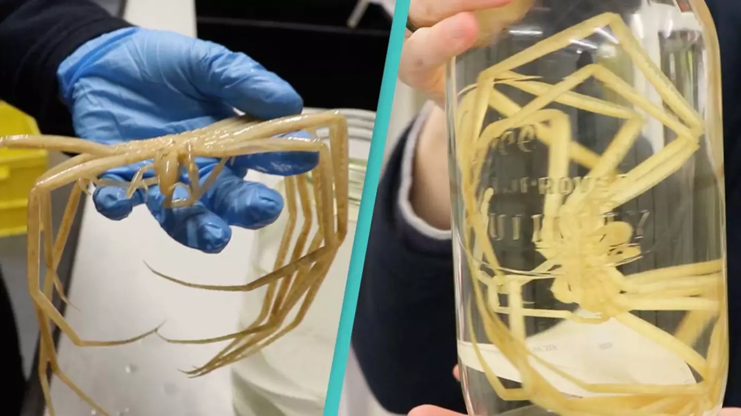 Mystery behind giant sea spiders finally uncovered by scientists after 140 years
