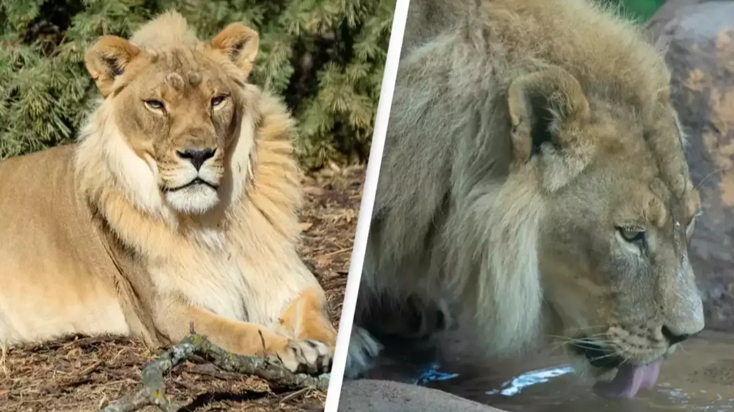 Female lion who grew a mane aged 18 left scientists baffled 