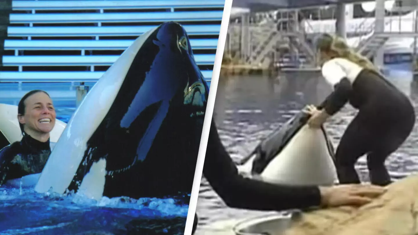 Horrifying moment orca came to viewing window with dead SeaWorld trainer in its mouth