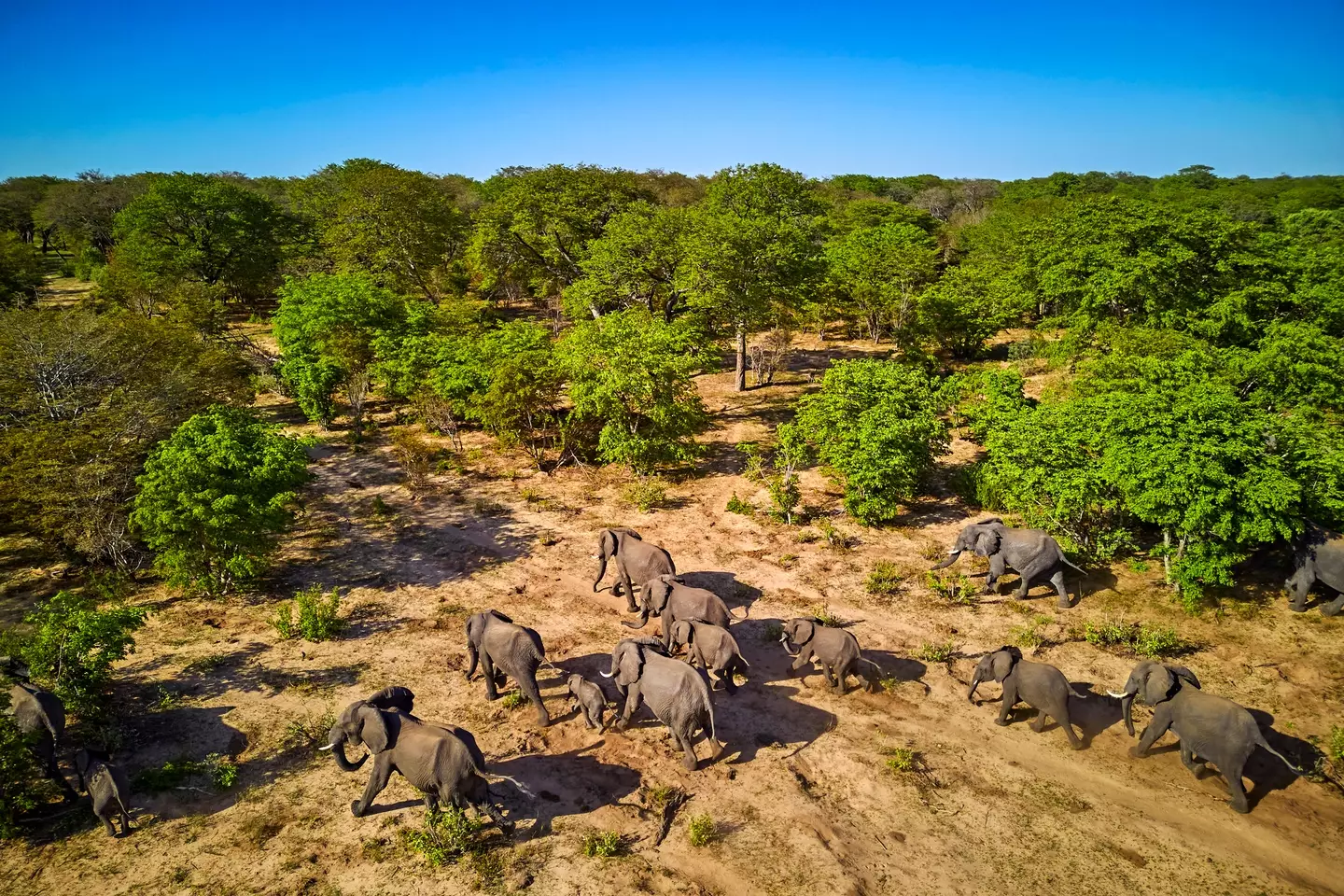 Hwange National Park hosts over 100 mammal and 400 bird species (Tuul & Bruno Morandi/Getty Stock Image)