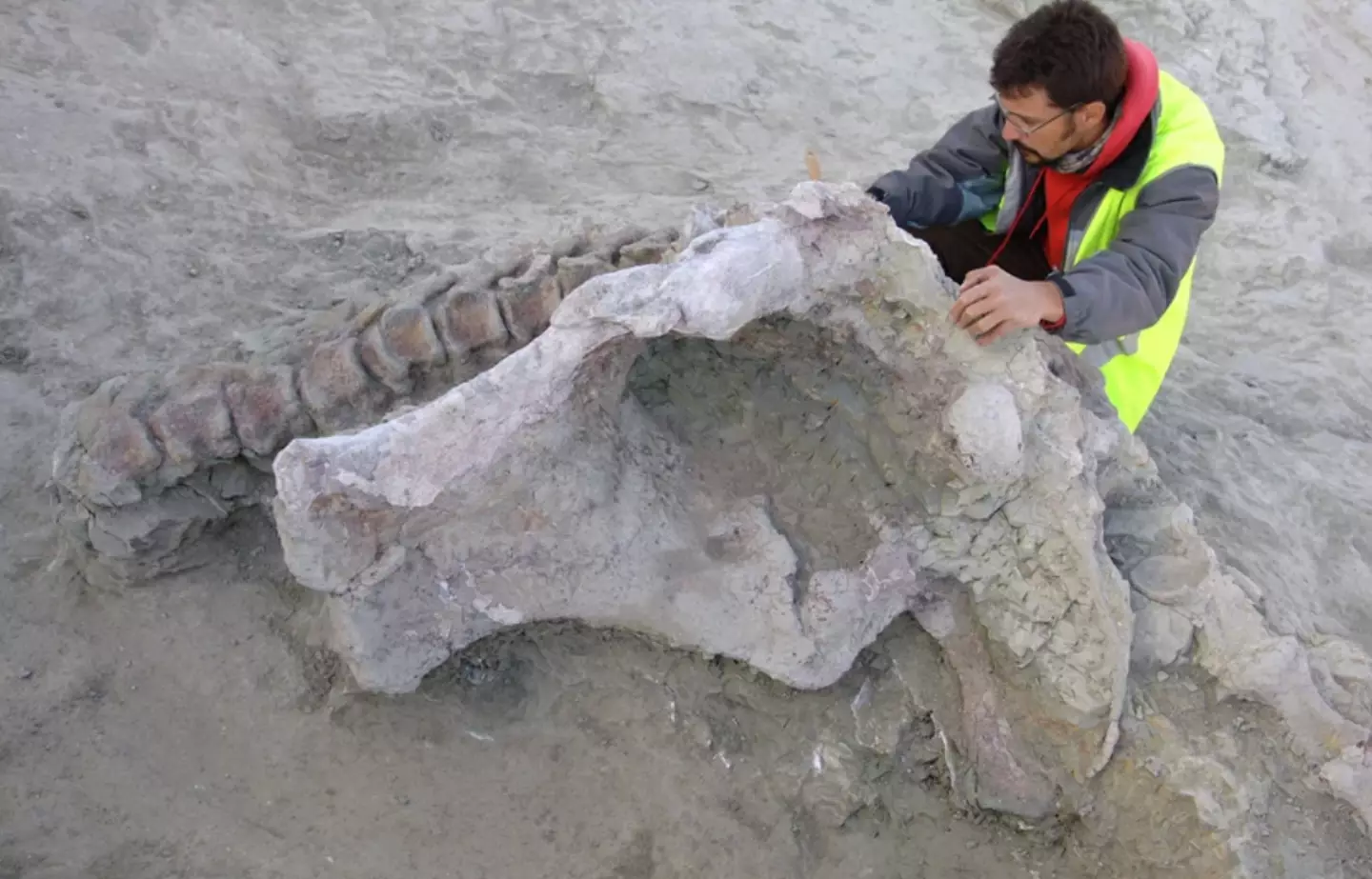 Qunkasaura pintiquiniestra bone in the field (Nature)