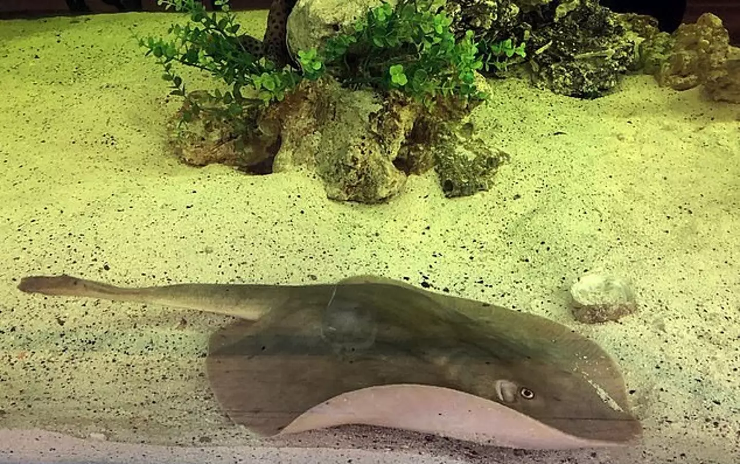 Charlotte the pregnant stingray.