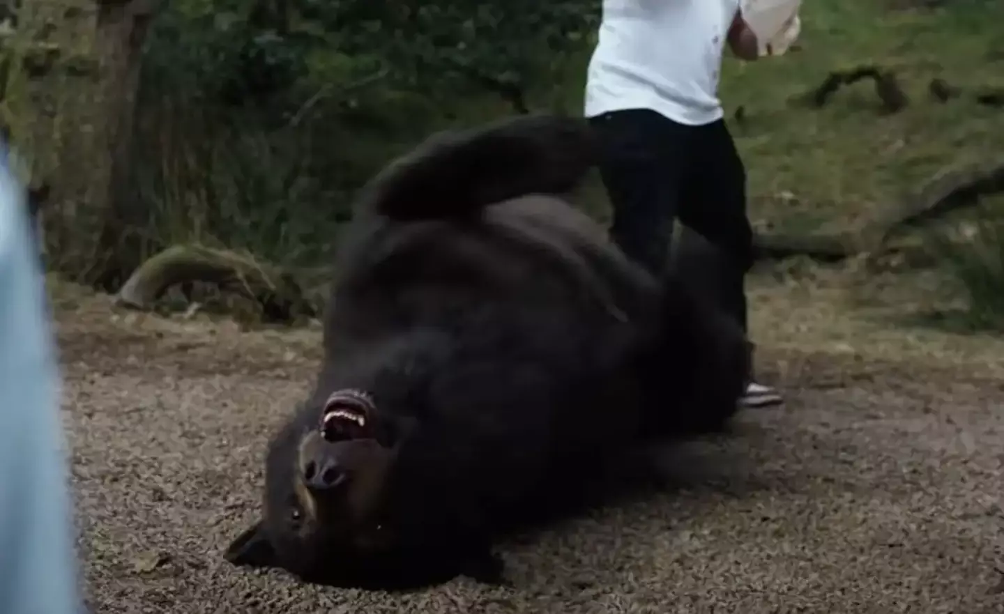 Cocaine Bear looks like an absolute riot.