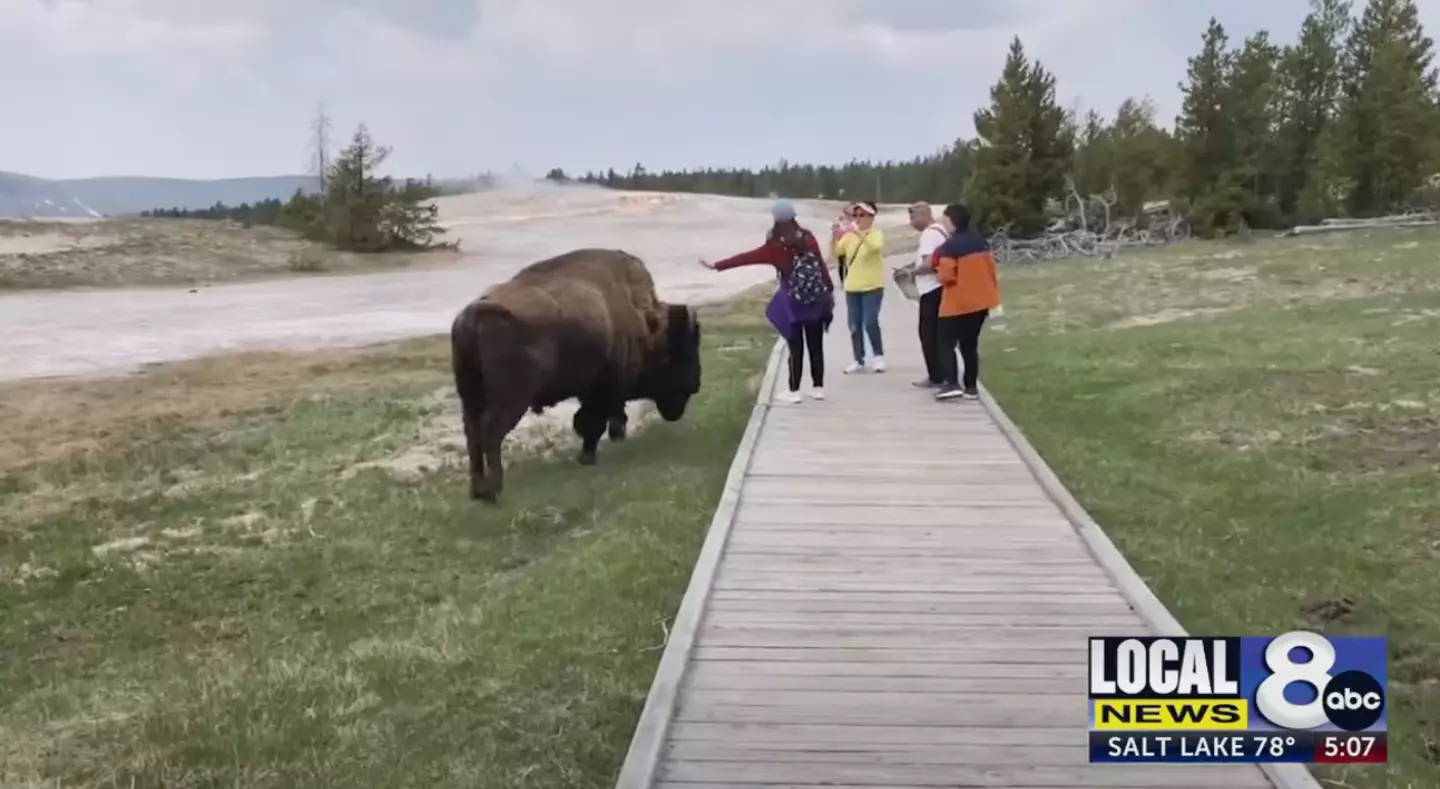 Word to the wise: bison don't like to be approached.