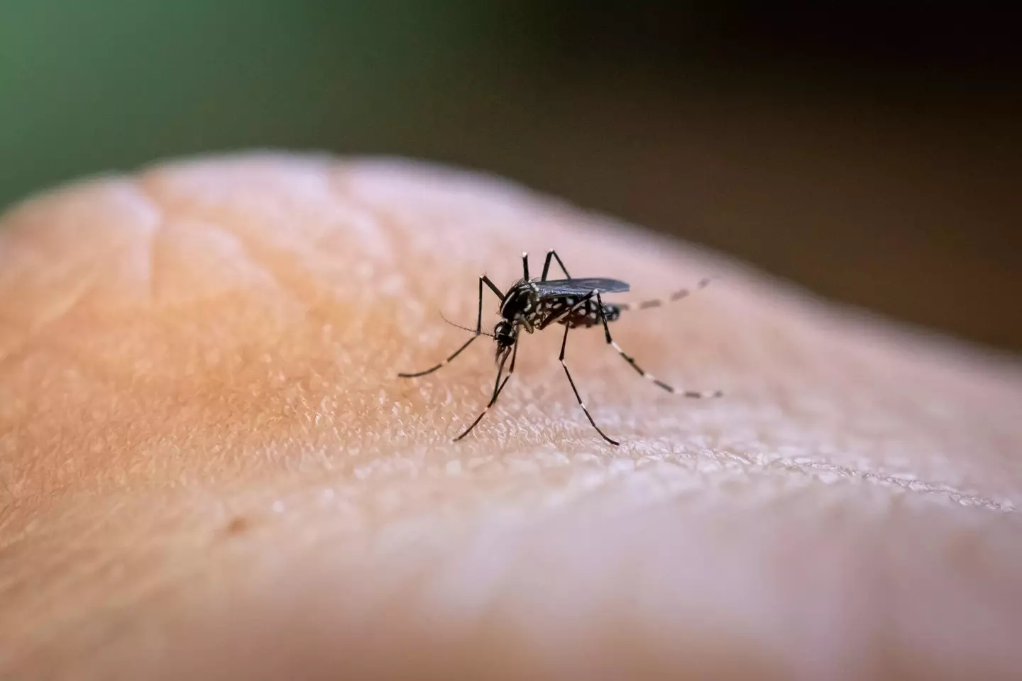 An Aedes aegypti mosquito.