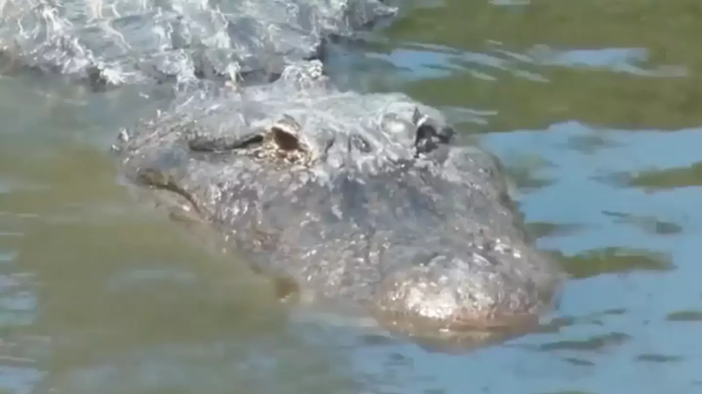 Woman recalls horrifying moment alligator severed her arm in extremely dangerous attack while canoeing