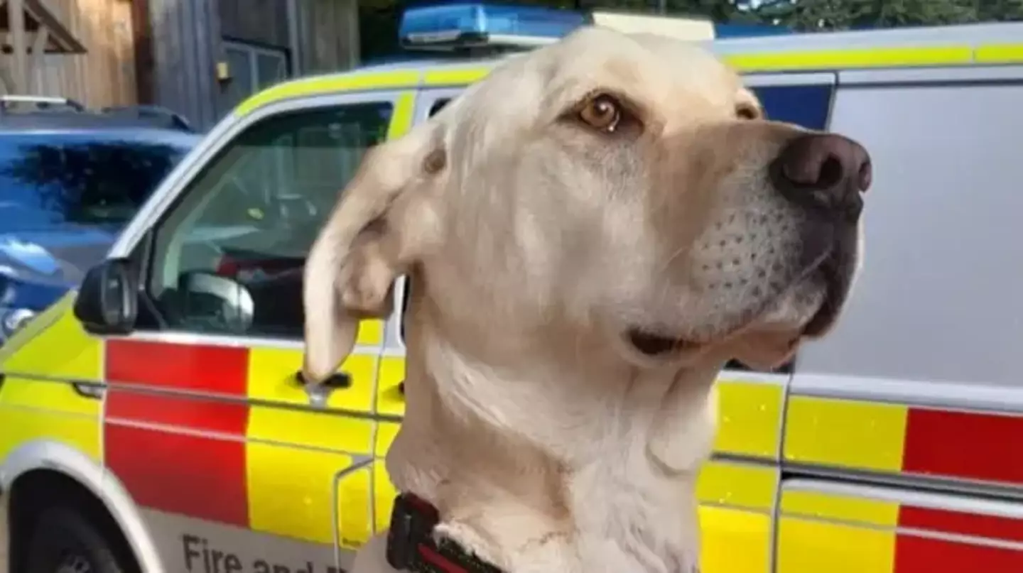 Bailey the Labrador.