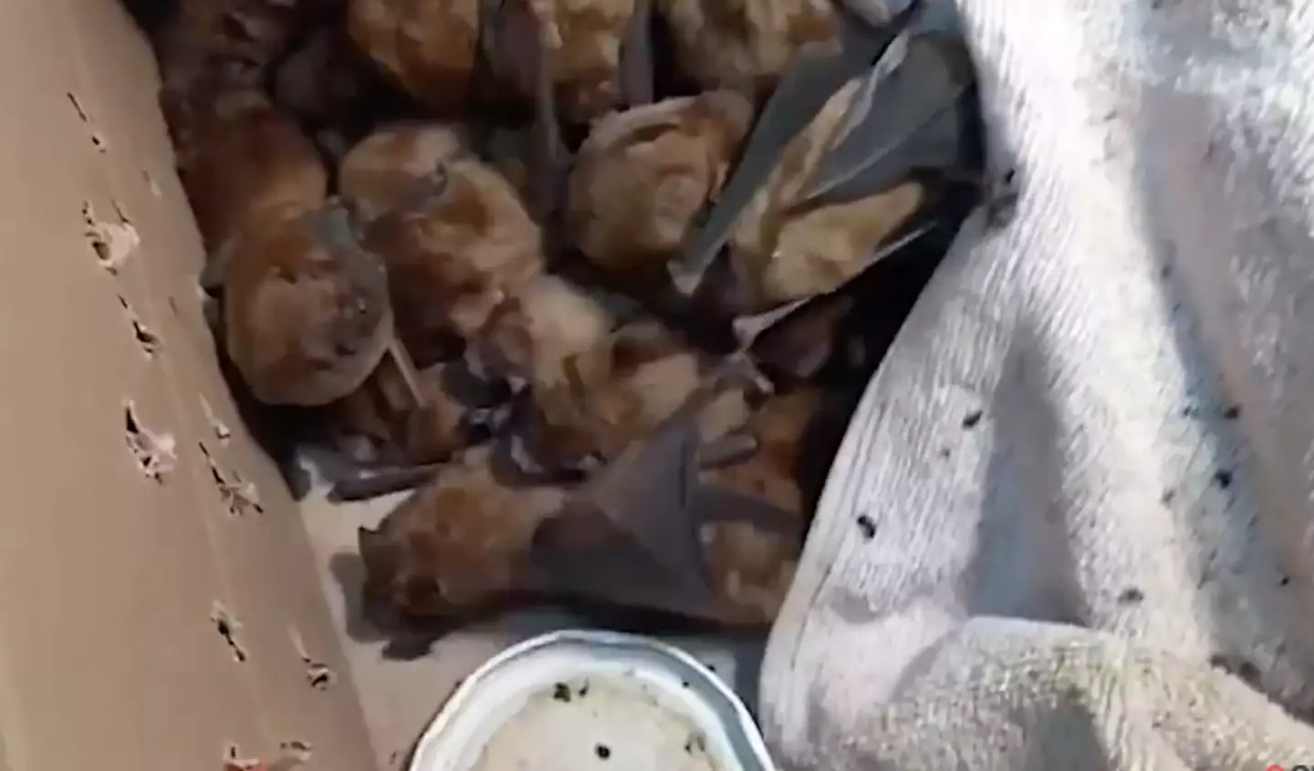 Bats sheltered by volunteers in Ukraine (Bats Ukraine)