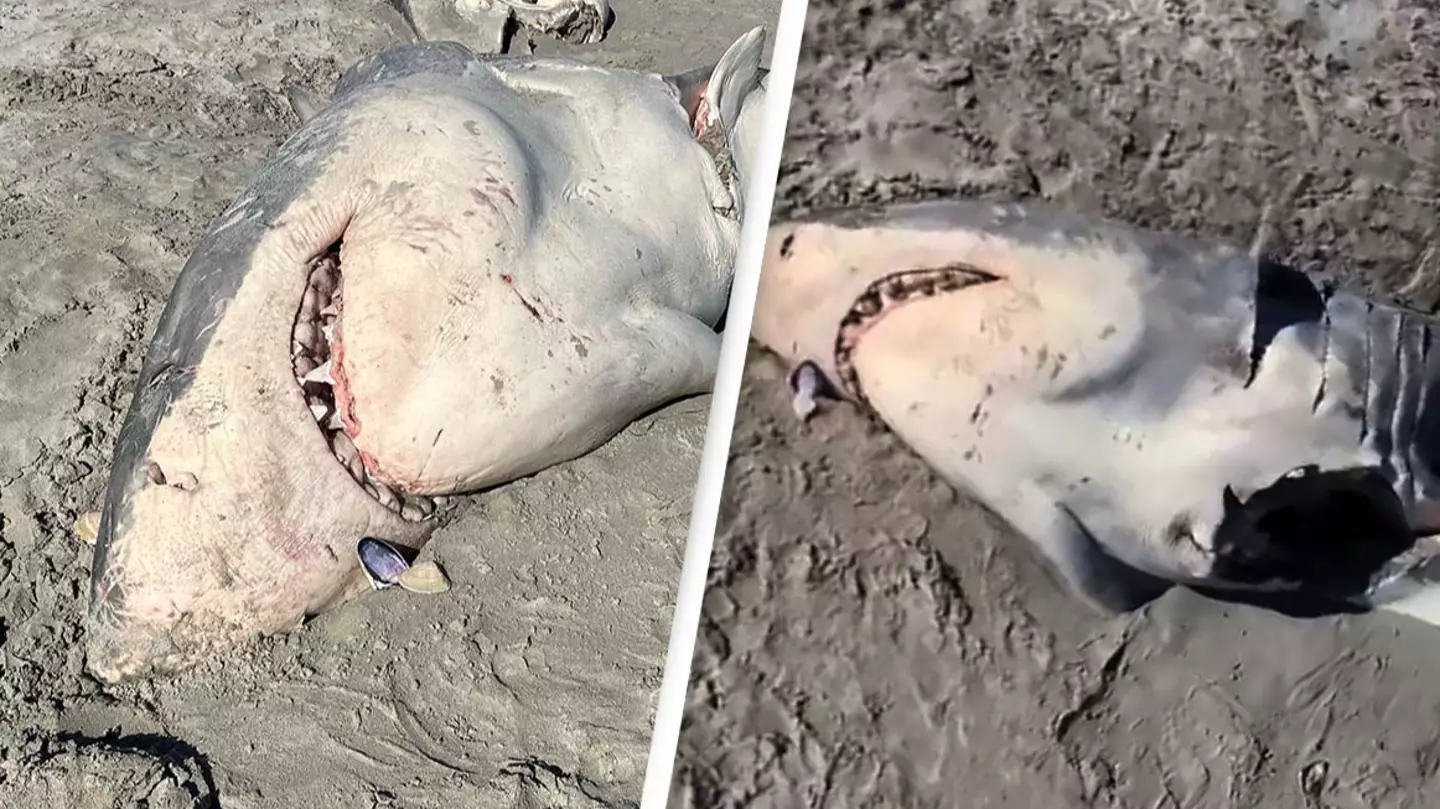 Beachgoers horrified after half-eaten great white shark washes up on beach