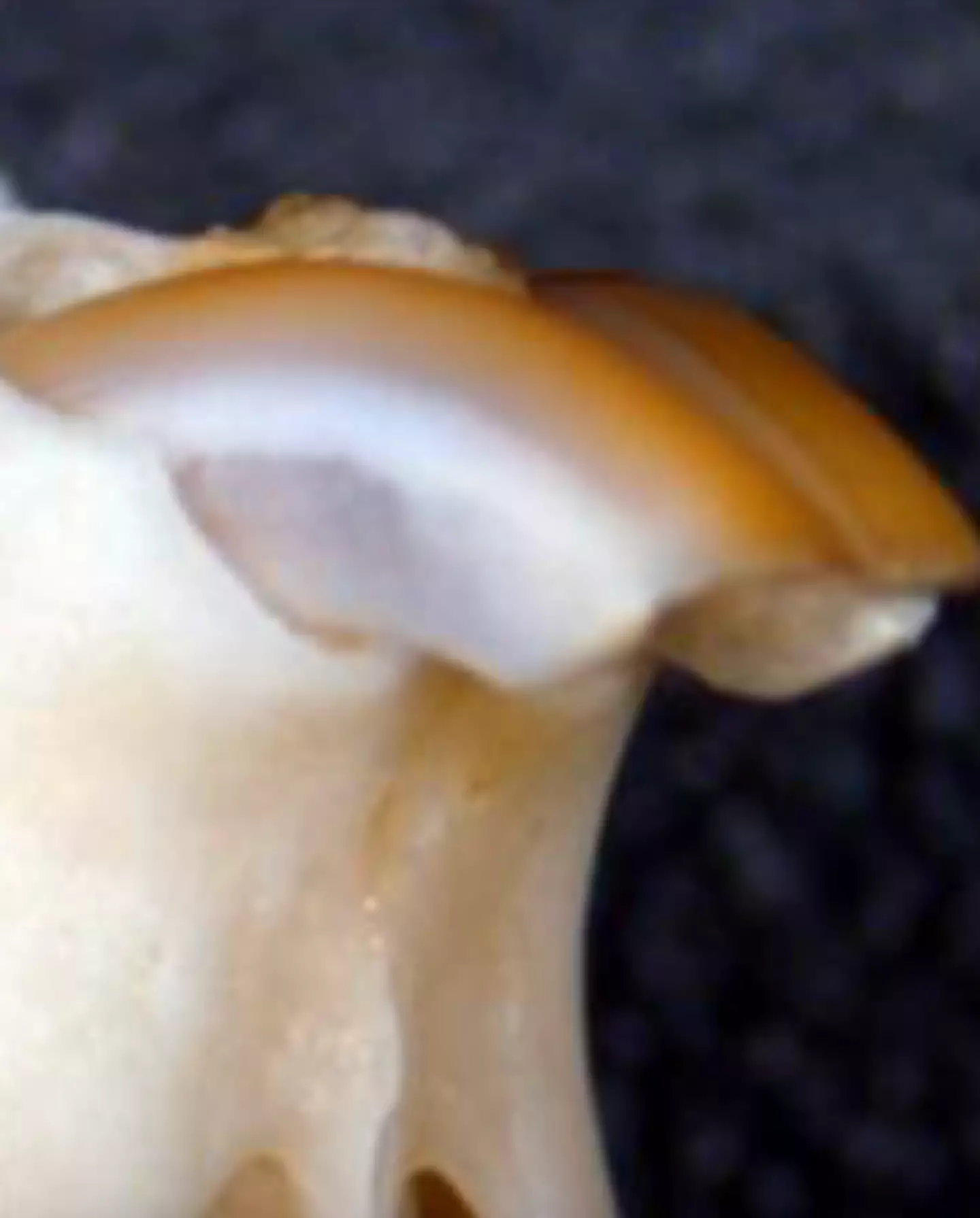 Broken teeth could soon be looking like this thanks to the drug. (Kyoto University/Katsu Takahashi)