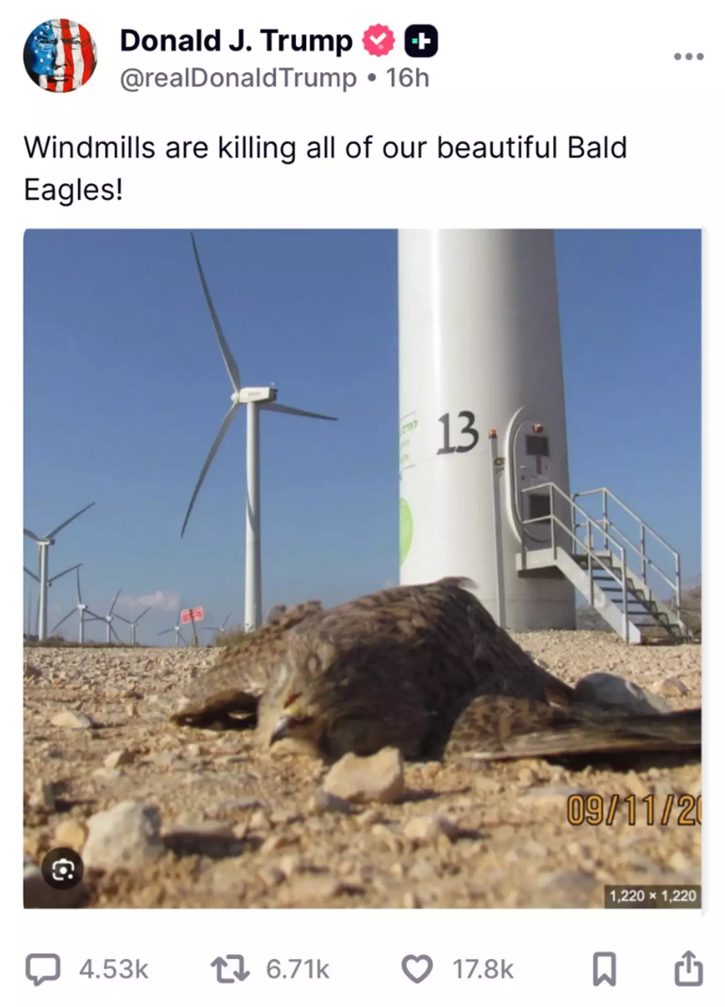 Trump previously shared an image of a dead falcon on Truth Social - claiming it was a bald eagle that died in the US... but a simple look would tell you that it's a falcon (Truth Social/realDonaldTrump)