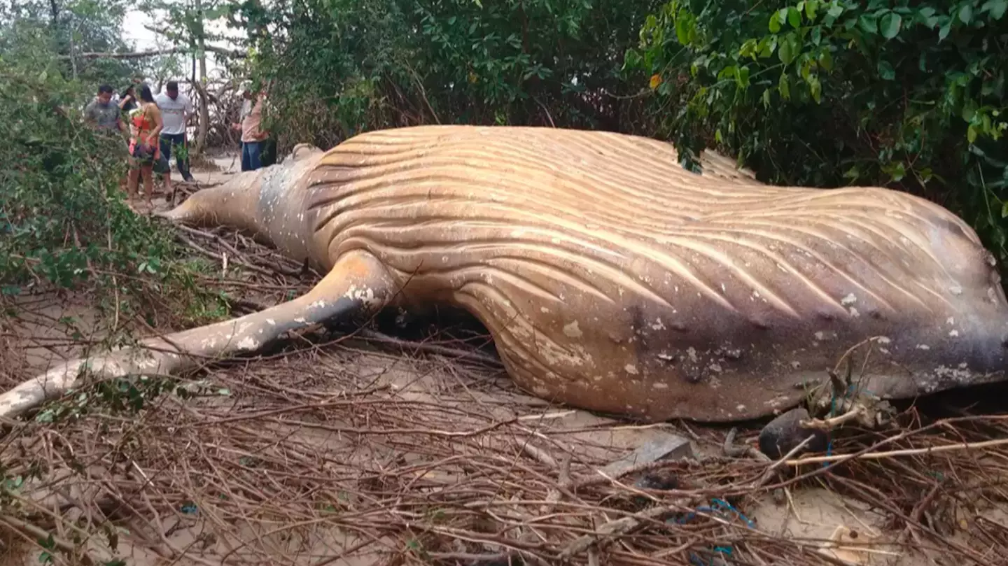 Mystery of humpback whale that was found dead in Amazon jungle and no one knows how it got there