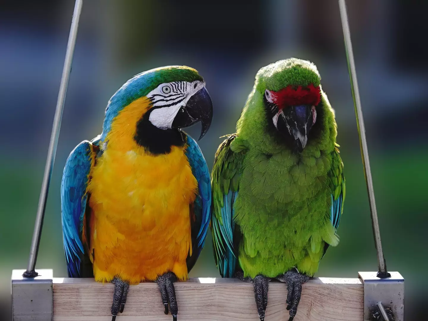 Parrots can speak different languages (Getty Stock Photo)