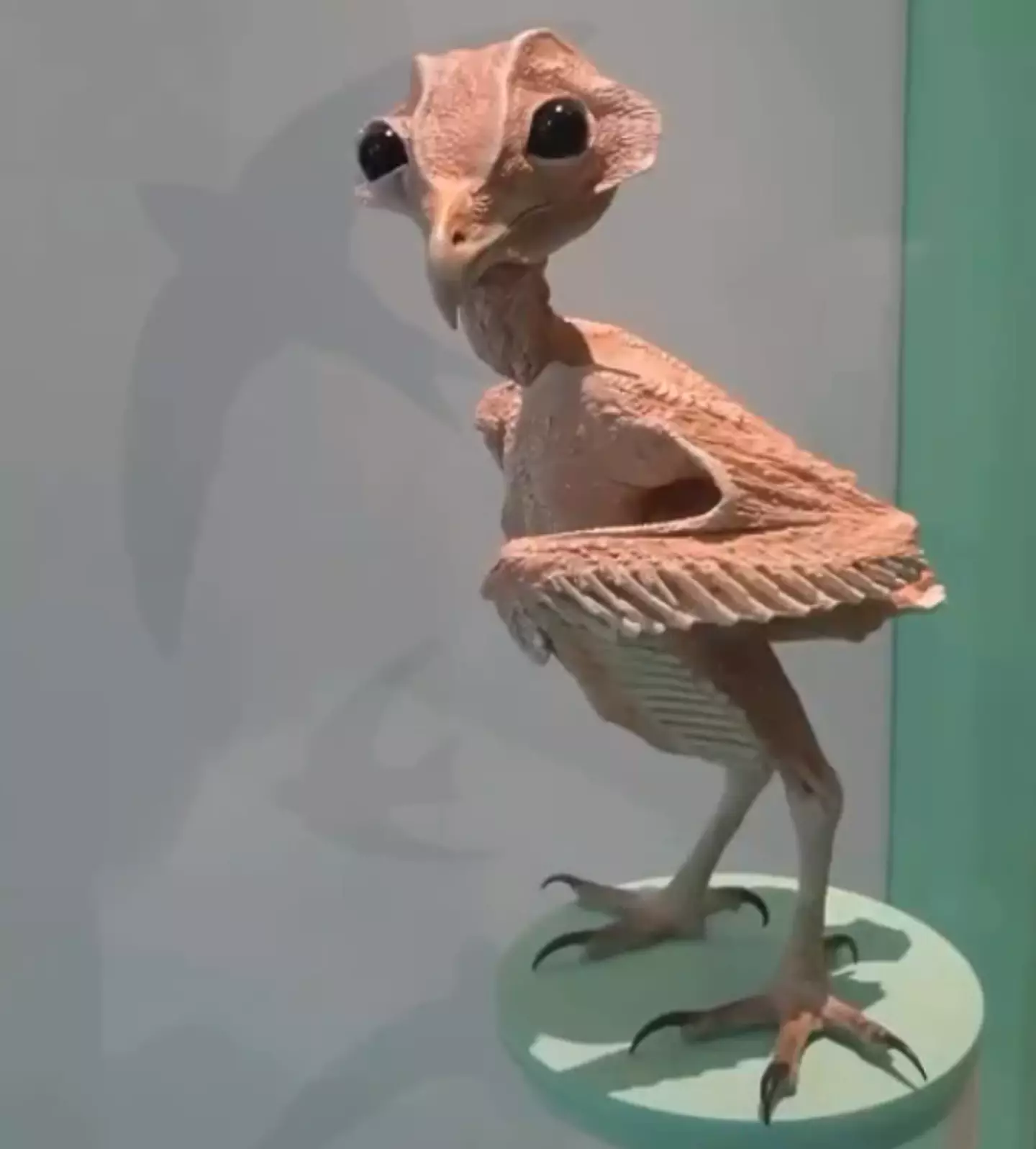 Behold, a naked barn owl (Reddit)