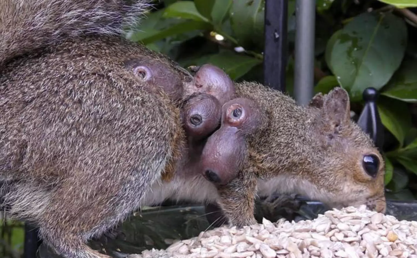 Squirrels have been spotted with unusual wart-like growths (Facebook/Evelyn's Wildlife Refuge)