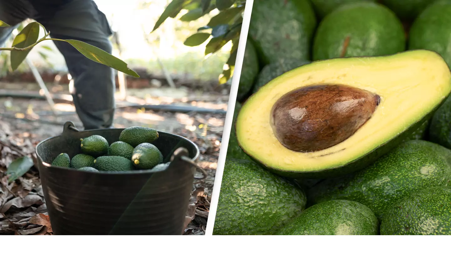 US Suspends Avocado Imports Over Mexican Cartel Fears