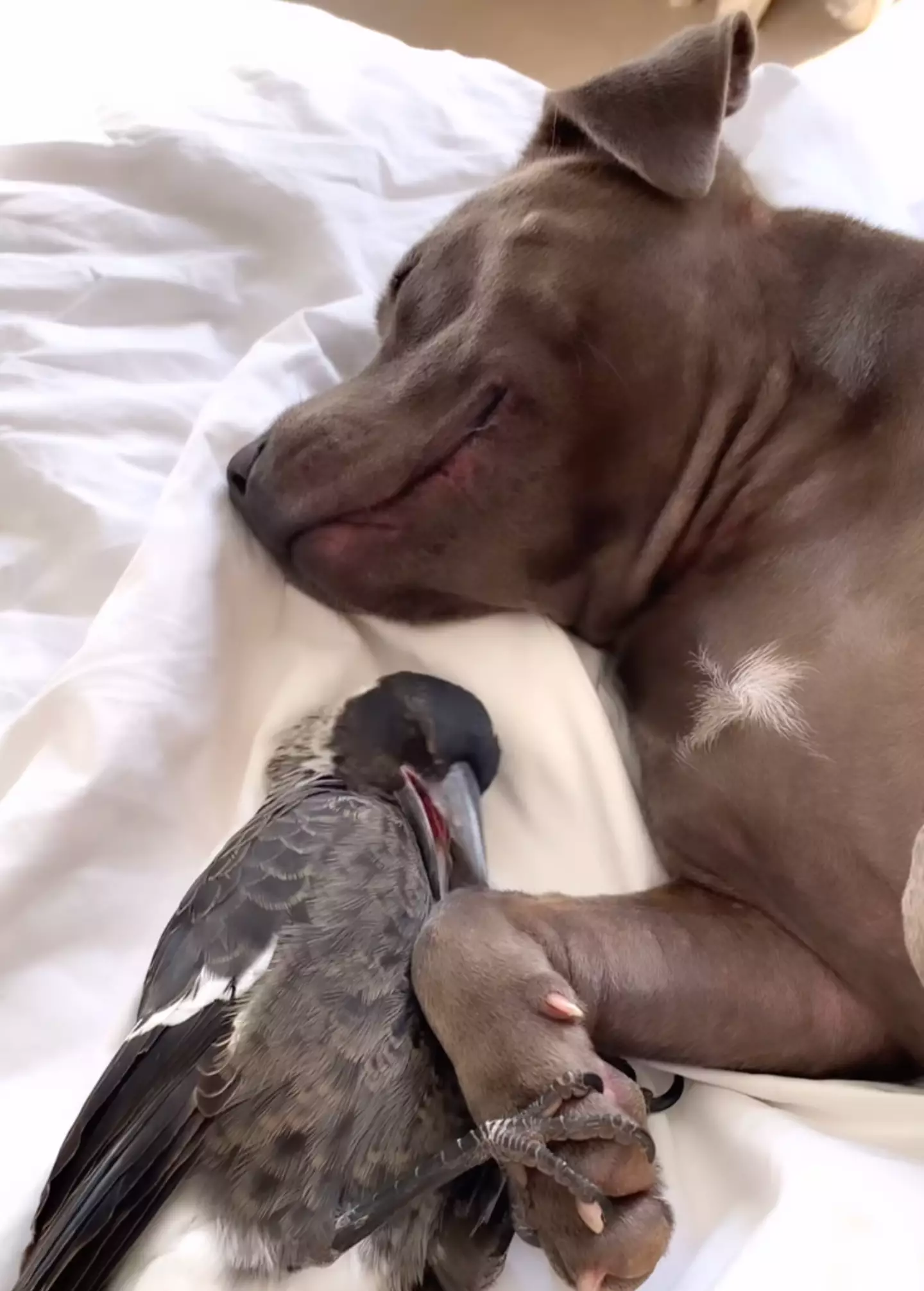 DESI has agreed Molly can return home but under strict conditions. (Instagram/@peggyandmolly)