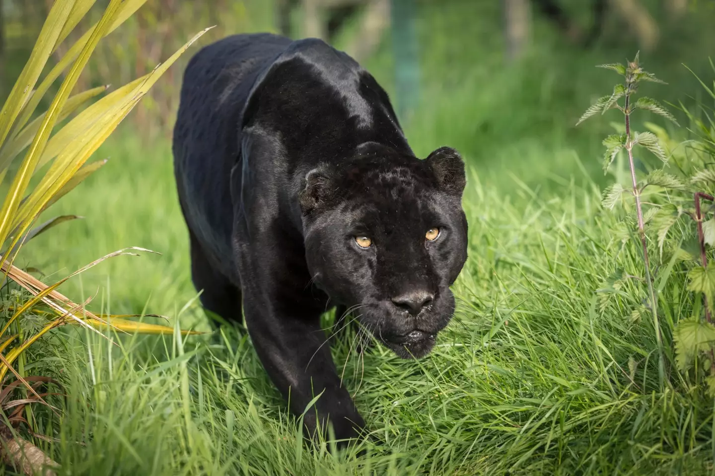 The two men took their legally-owned firearms because of stories of a black panther lurking nearby.