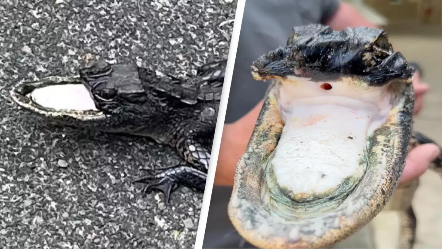 New development in bizarre case of half-mouthed alligator