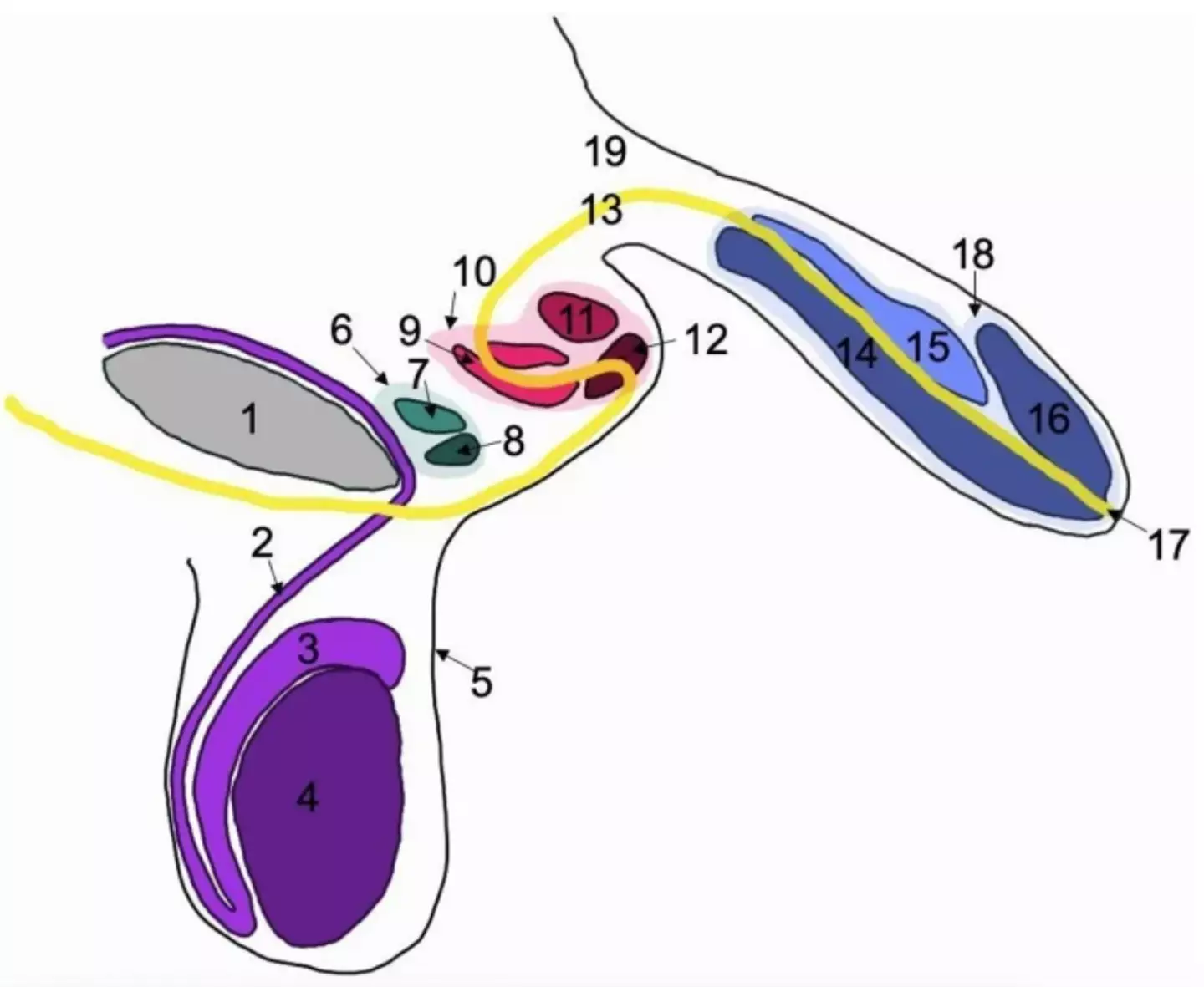 Scientists writing in the journal explained how the man's anatomy differed (Journal of Medical Case Reports)