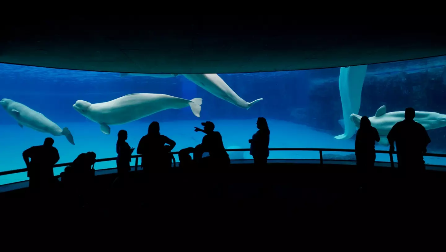 The public watching Belugas at Marineland in 2012 (Tara Walton/Toronto Star via Getty Images)