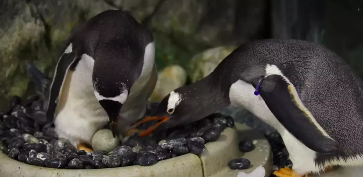Sphen, one half of Sea Life Syndey's 'penguin power couple', has died. (Sea Life Sydney)