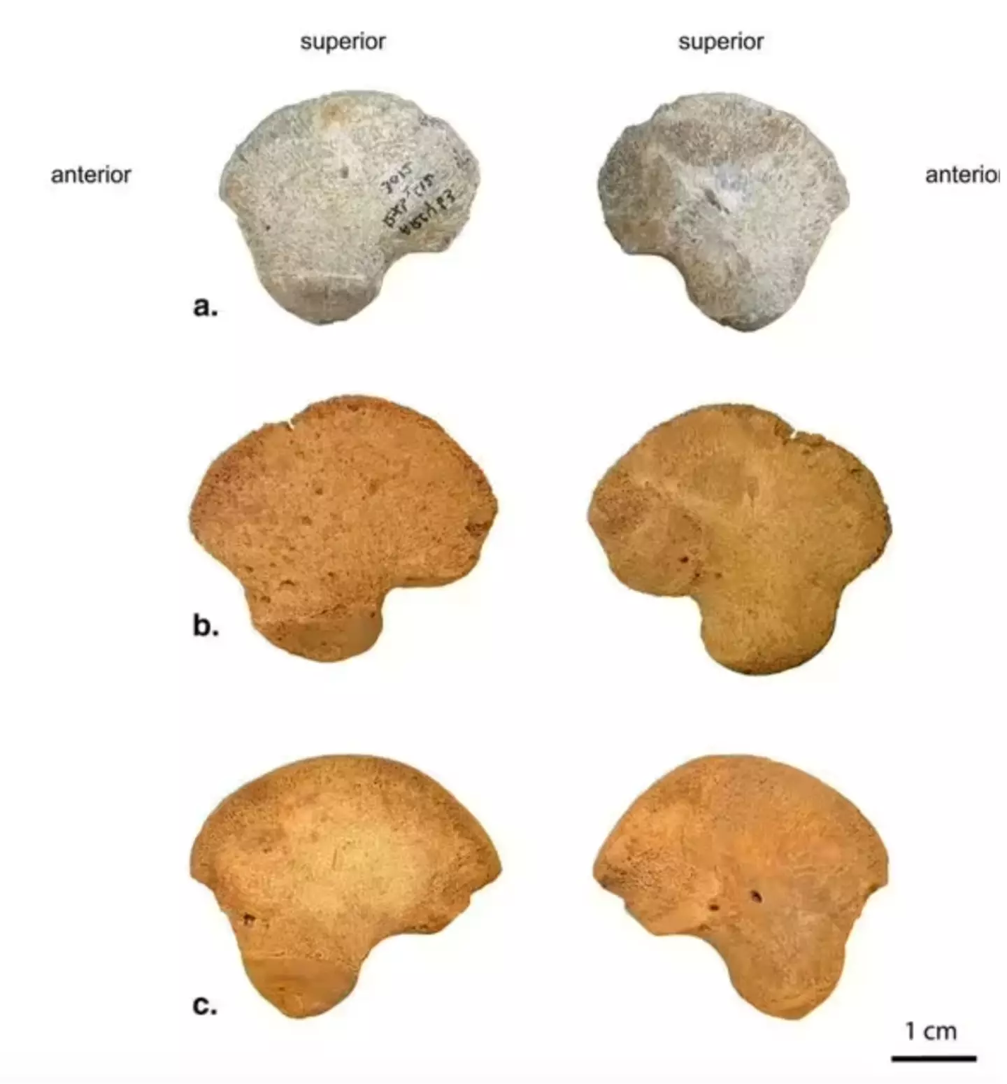 The ilium found (a) is compared to a Neanderthal bone (b) and a recent perinatal bone (c).
