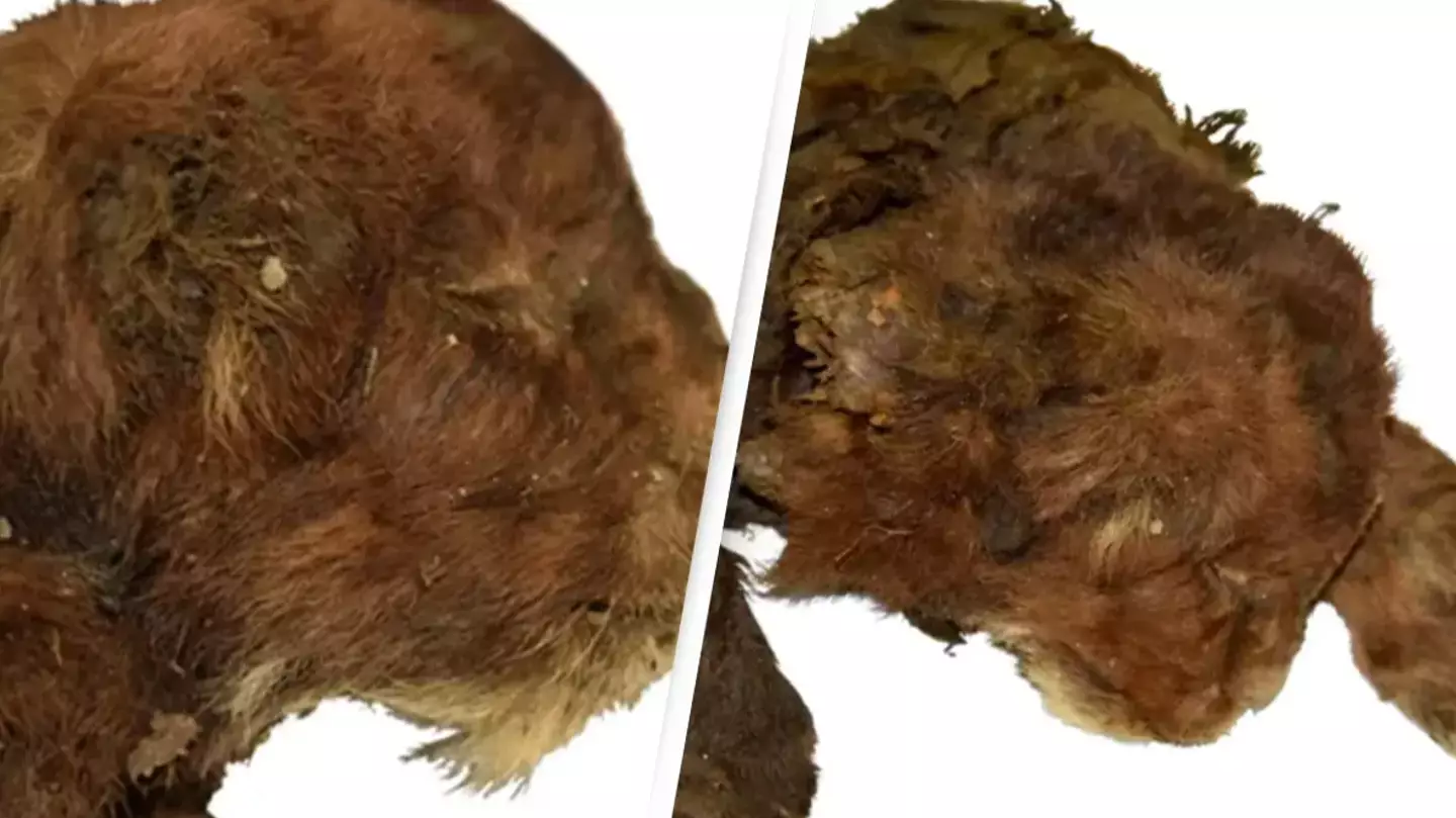 35,000-year-old saber-toothed cub found completely intact for the first time in history