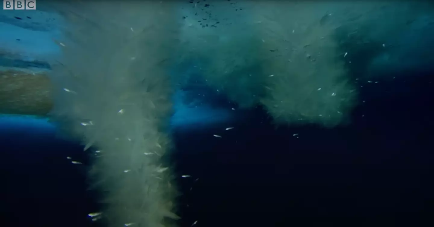 The phenomenon can terrorise arctic animals.