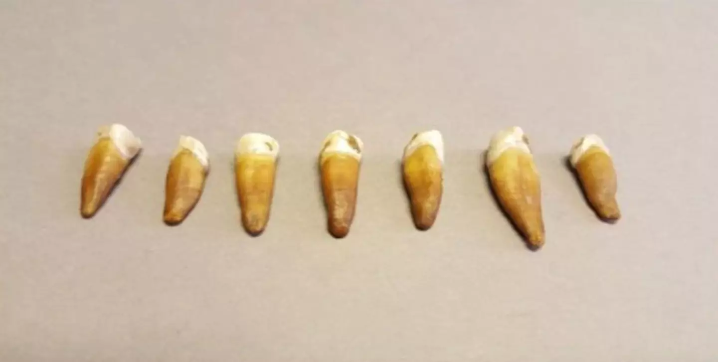 Thanks to his teeth, researchers were about to work out what he would have looked like (Norwegian Institute for Cultural Heritage Research)