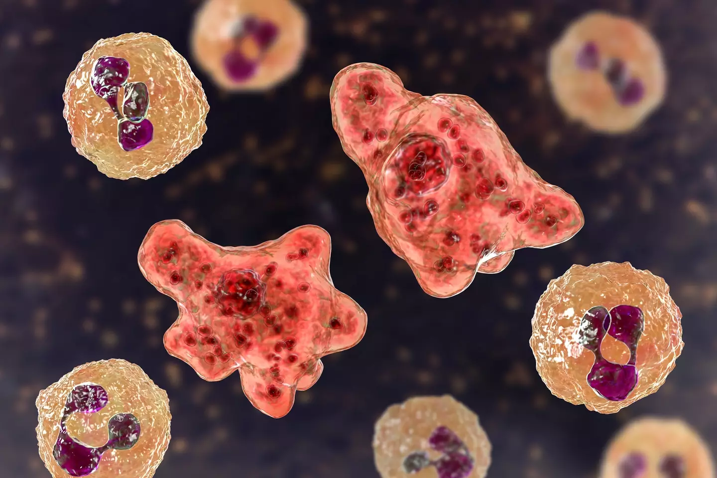 Naegleria fowleri often leads to death if inhaled (Getty Images)