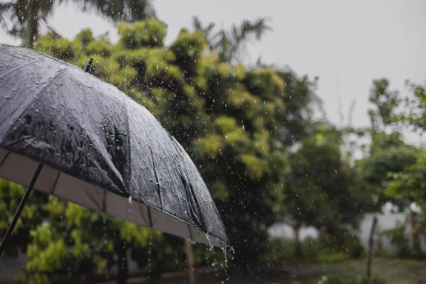 There's a reason we're attracted to the smell of rain.