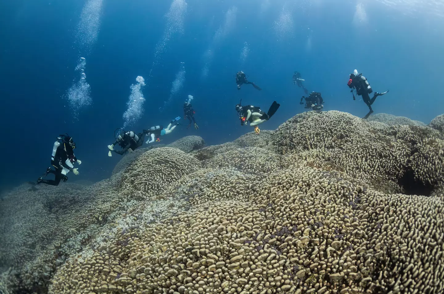Divers so you can see the scale of the colony ( Manu San Félix, National Geographic Pristine Seas)