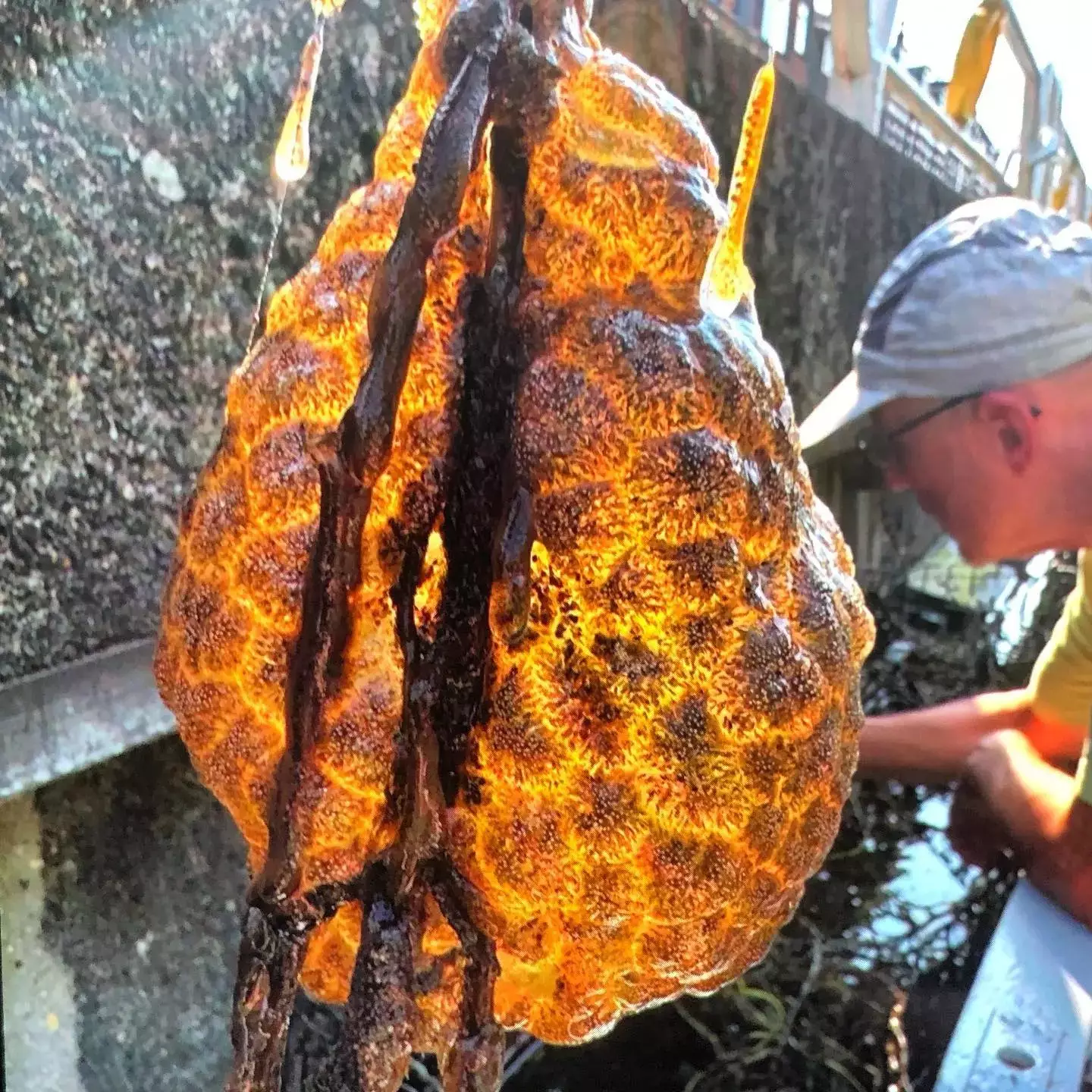 The 'glowing' orange pods were found recently (Lies Konig/Stadecologen Utrecht)