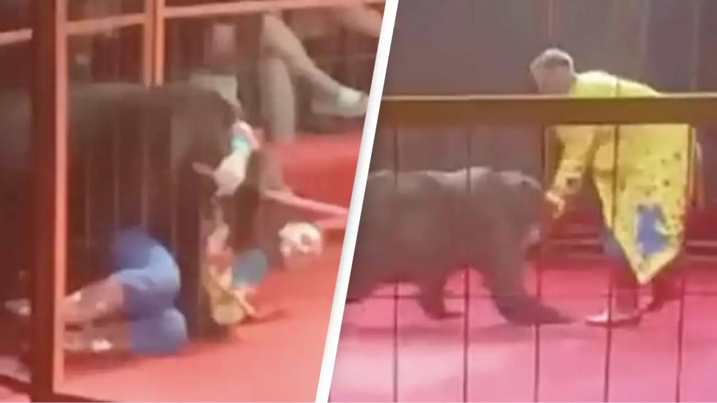 Circus bear on hoverboard attacks handler pinning him to the ground as audience members watch