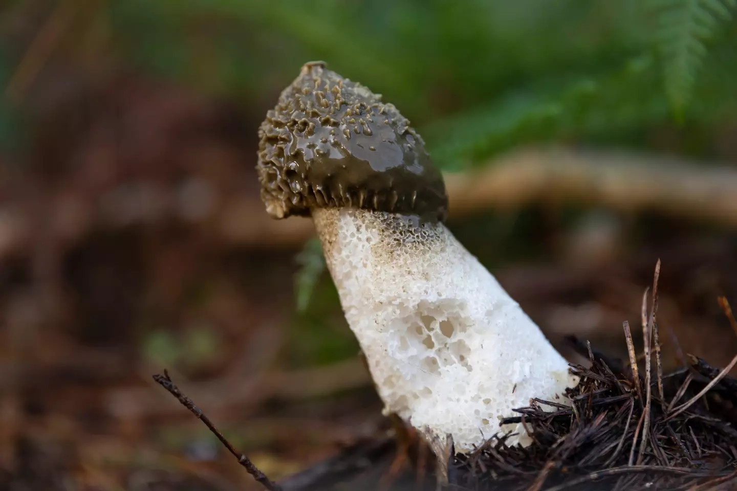 The Stinkhorn is designed to attract flies, which is why it smells of 'decaying flesh'. (Getty Stock Images/Janeycakes Photos)