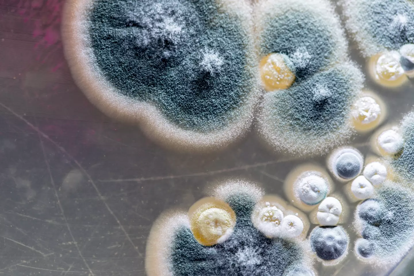 It's best to avoid moldy environments (Getty Images)