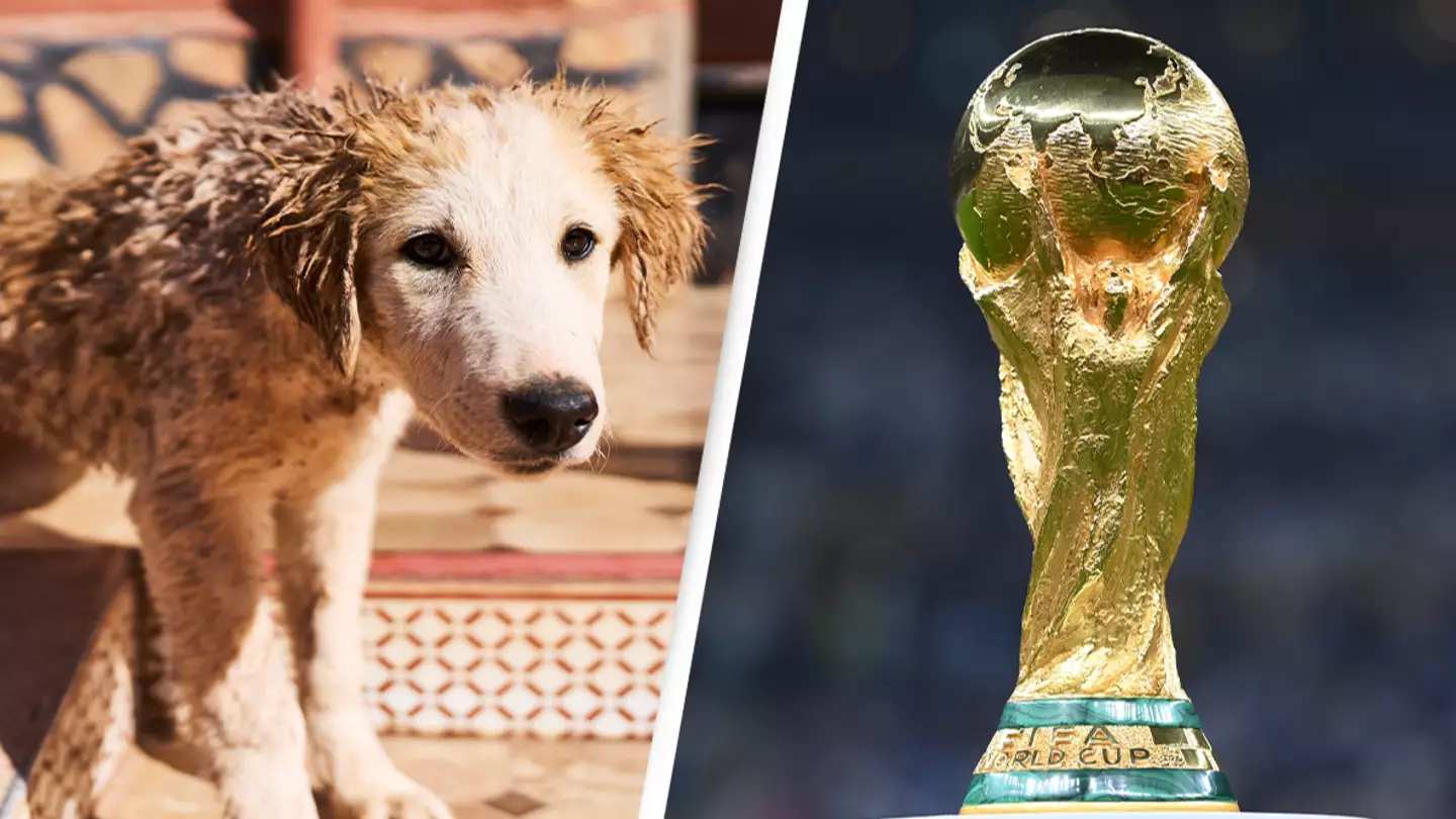 Animal rights activists claim Morocco will execute 3,000,000 dogs ahead of FIFA World Cup in heartbreaking discovery