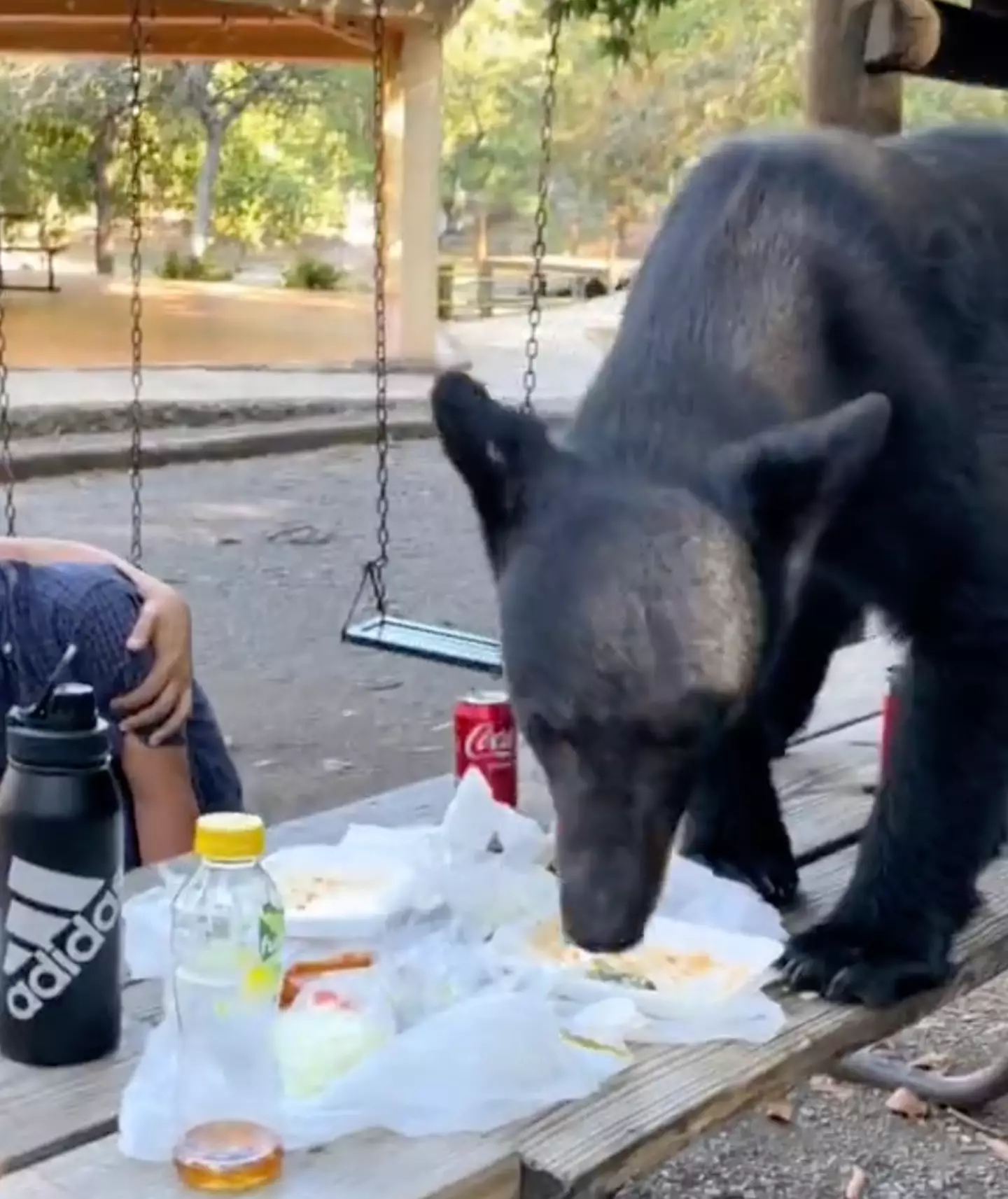 The bear interrupted the family picnic in Mexico's Chipinque Ecological Park.