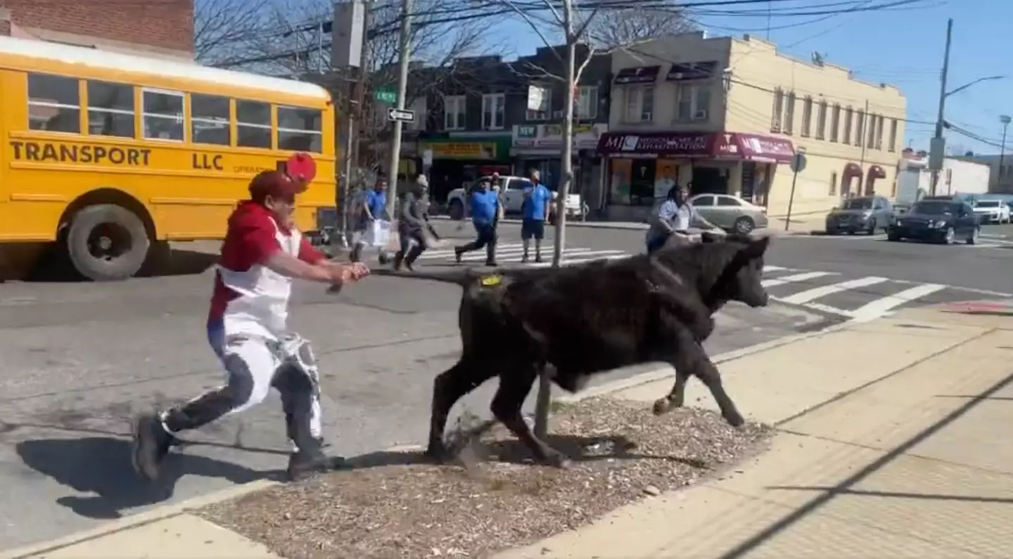 The calf was eventually given a reprieve.