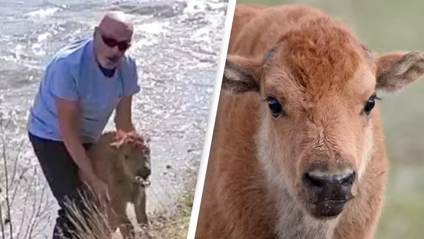 Man fined after touching baby bison at Yellowstone which was later killed