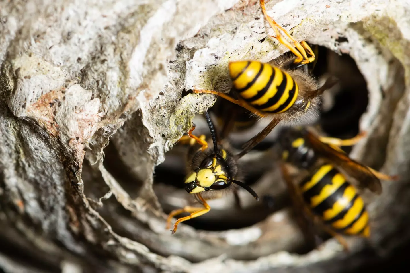 Four wasps nest were discovered at the site (Getty Stock Photo)