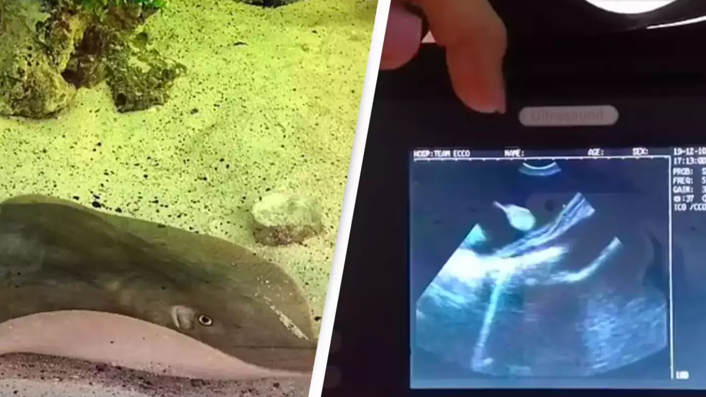Aquarium baffled after stingray mysteriously gets pregnant despite no males being in the tanks