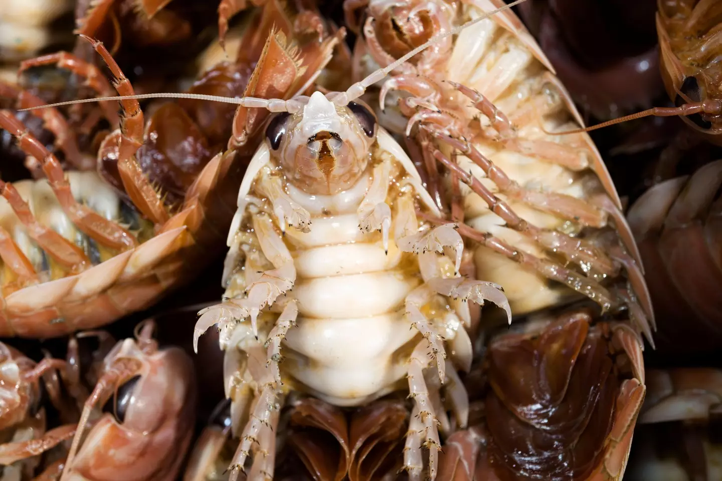 Waterline Isopods are especially common on the West coast of the US, and in Australia.