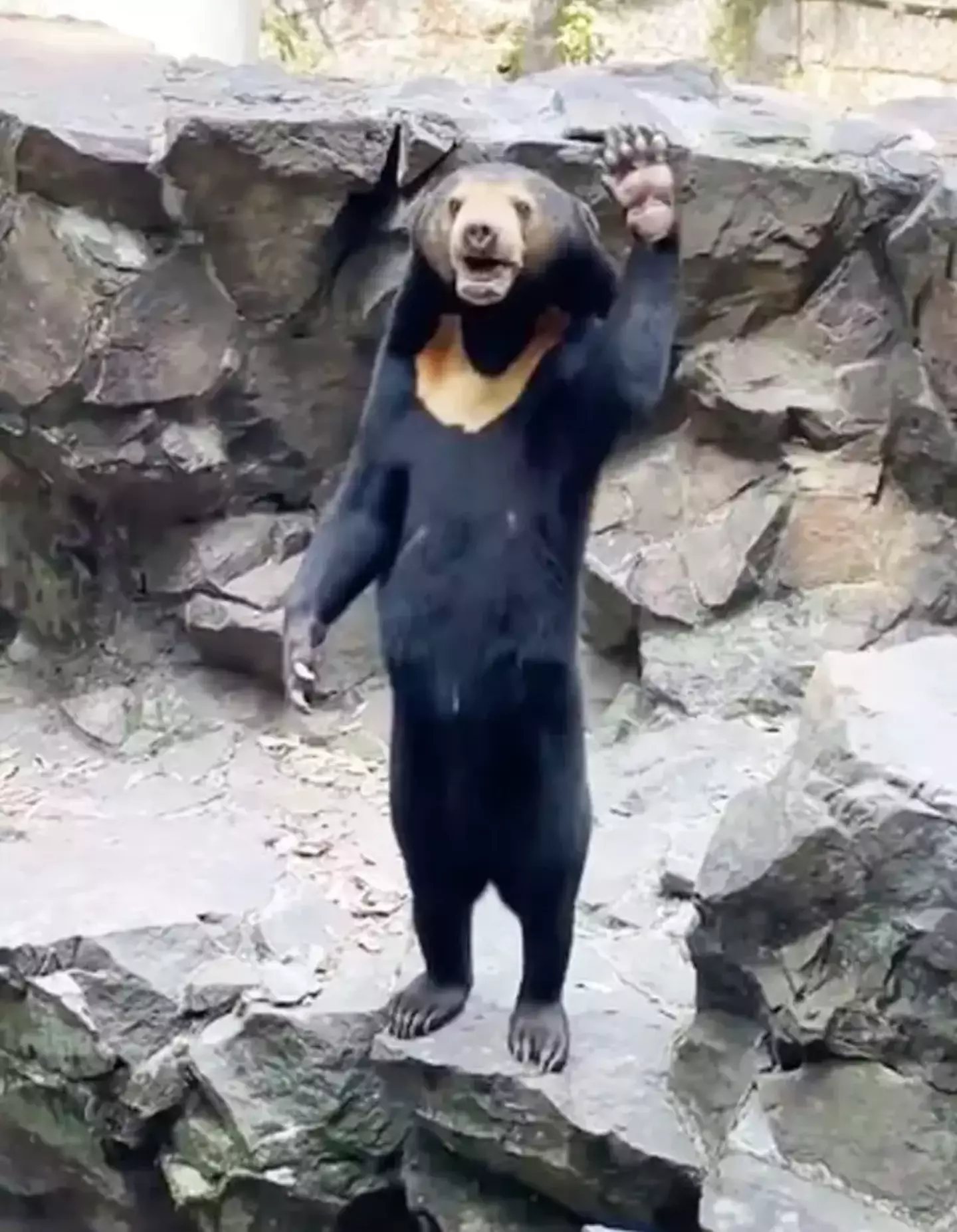 Angela the sun bear got chins wagging earlier this year.