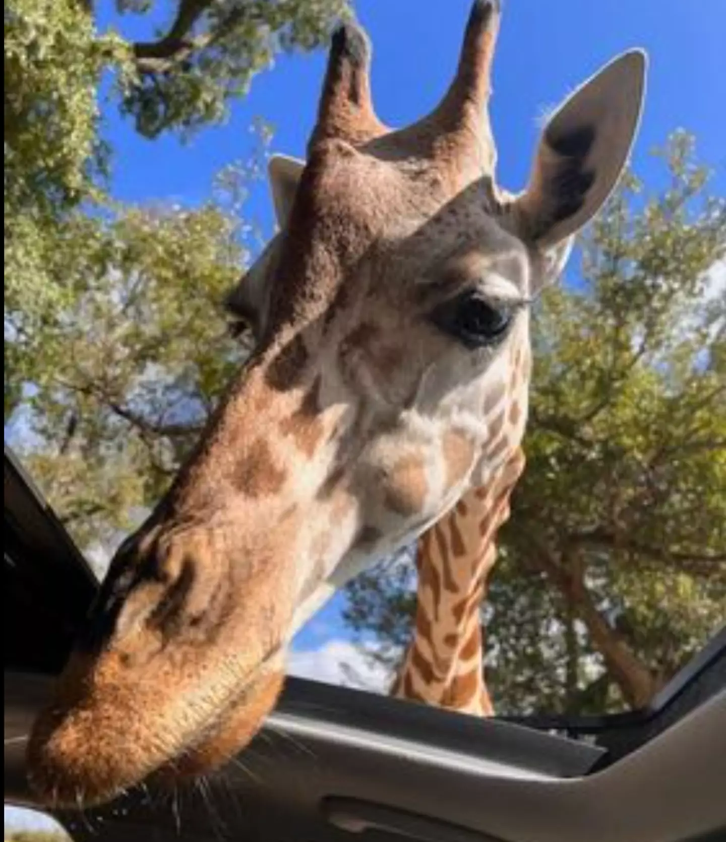 The wildlife center is home to a whole host of animals including cheetahs, Emus, Zebra, European red dear as well as giraffes.