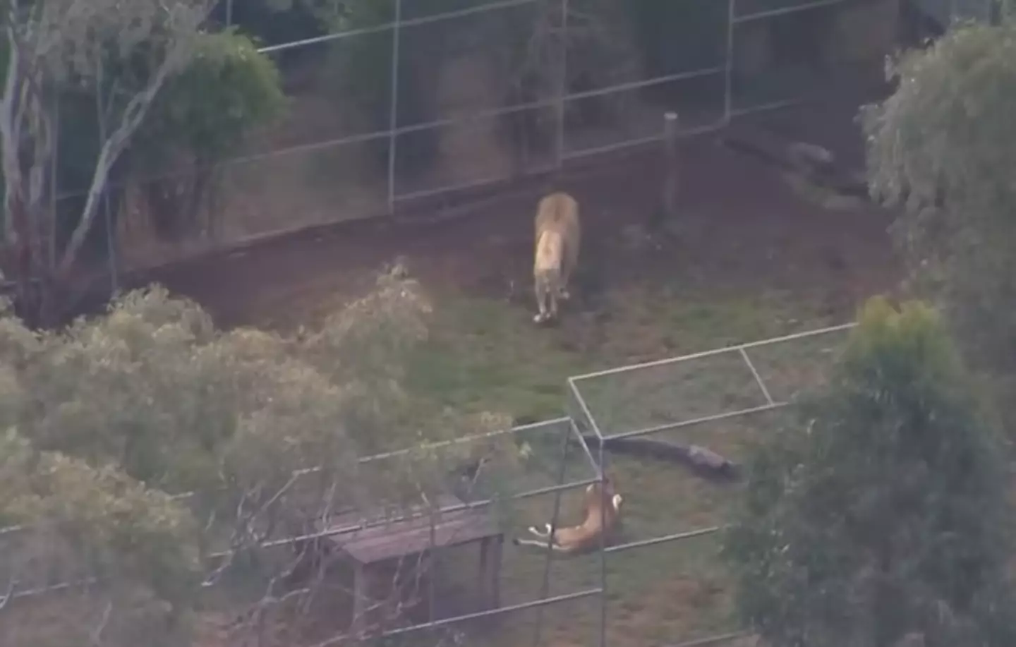 The zoo stressed the lioness will not be put down (ABC News Australia)