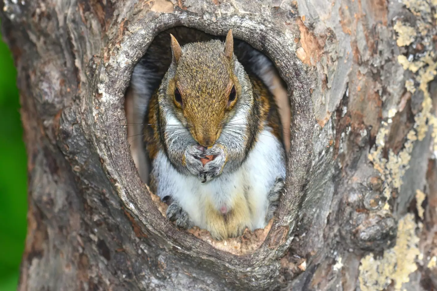 It wasn't this squirrel either, but it does look like it's up to something.