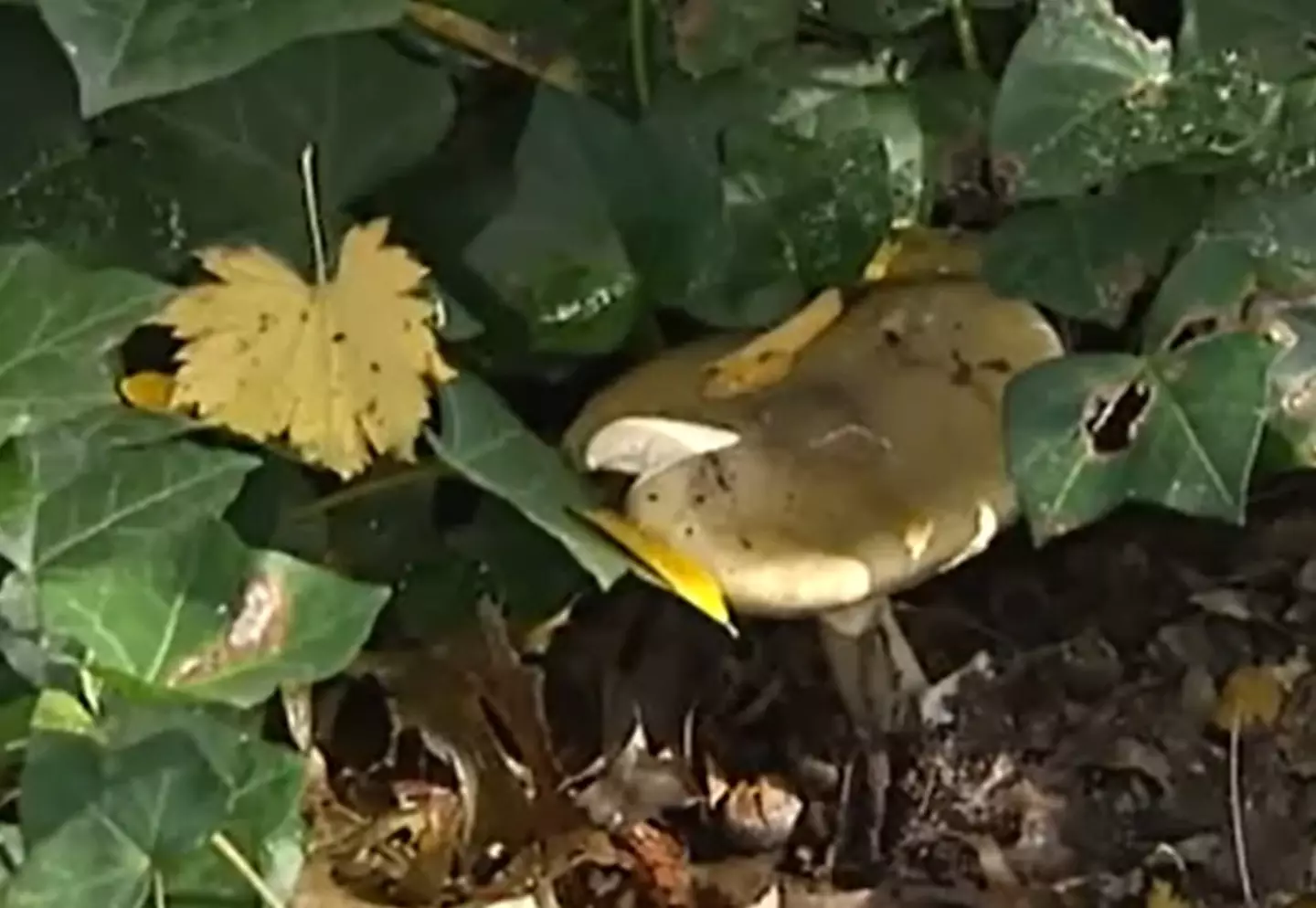 Victoria Police have described the deaths as a 'suspected mushroom poisoning'.