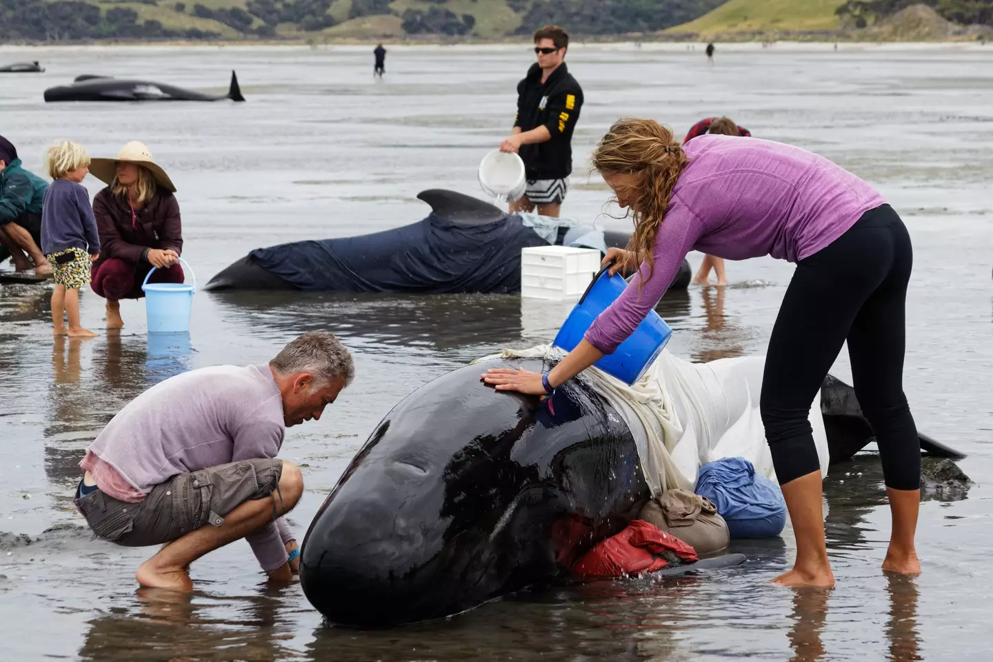 477 pilot whales have died after becoming stranded on two New Zealand beaches.